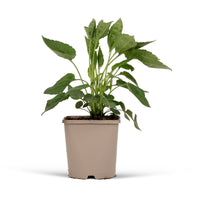 Coneflower Rudbeckia 'Goldsturm' - Organic yellow - Hardy plant