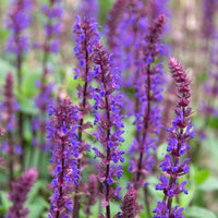 Woodland sage Salvia 'Caradonna' - Organic purple - Hardy plant
