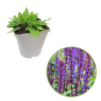 Woodland sage Salvia 'Caradonna' - Organic purple - Hardy plant