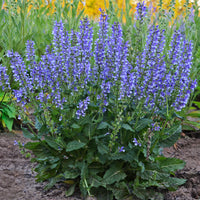 Field sage Salvia 'Azure Snow' - Organic blue-white - Hardy plant