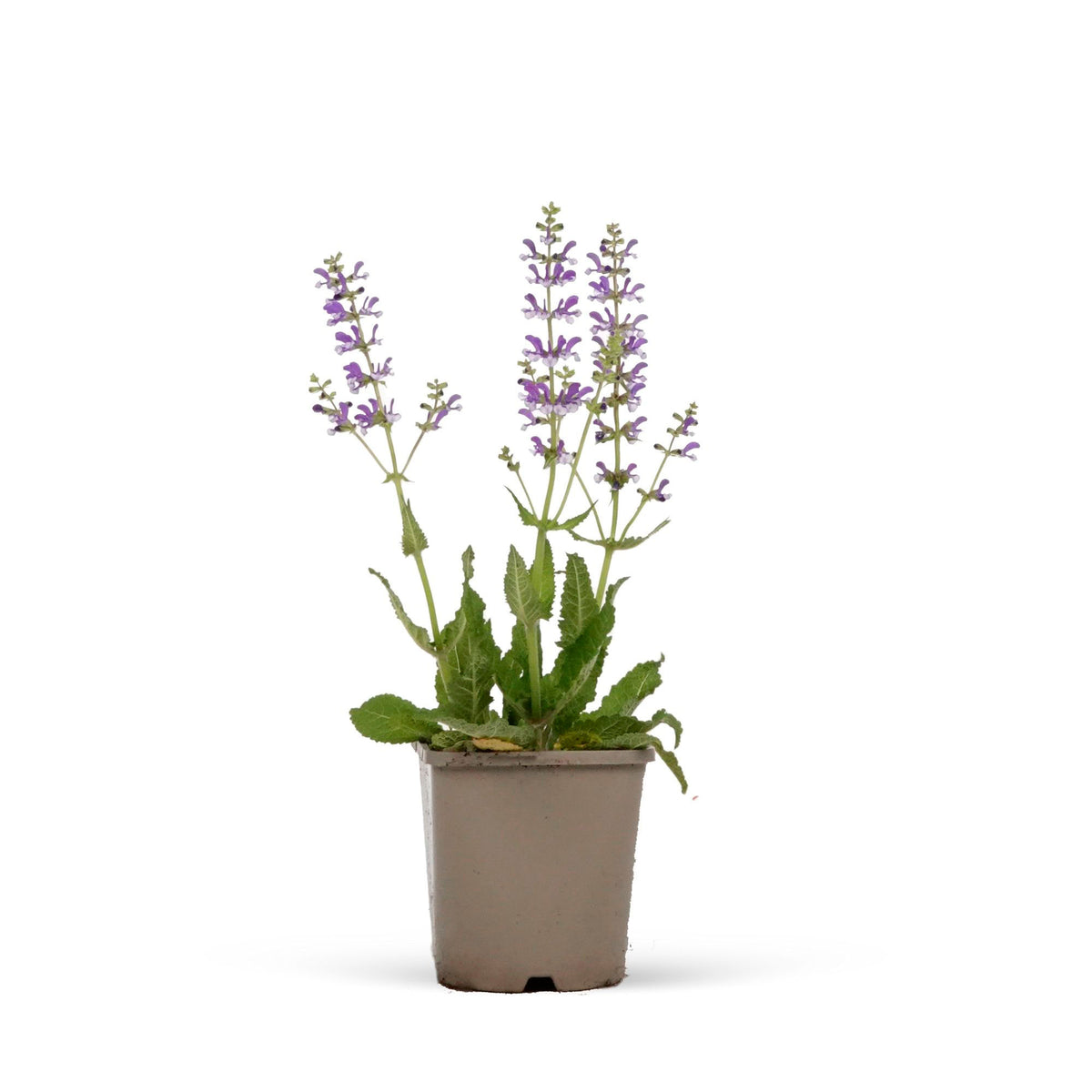 Field sage Salvia 'Azure Snow' - Organic blue-white - Hardy plant