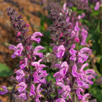 Field sage Salvia 'Pretty in Pink' - Organic pink - Hardy plant