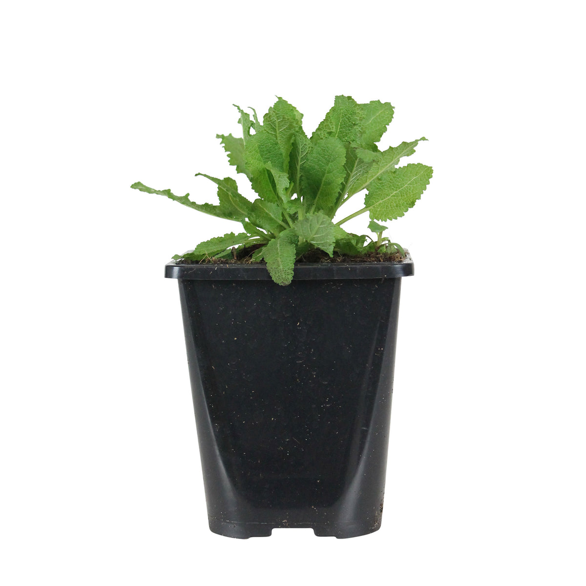 Woodland sage Salvia 'Schneehügel' - Organic white - Hardy plant