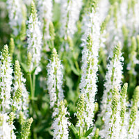 Woodland sage Salvia 'Schneehügel' - Organic white - Hardy plant