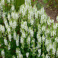 Woodland sage Salvia 'Schneehügel' - Organic white - Hardy plant