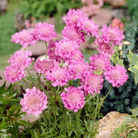 Pincushion flower Scabiosa 'Pink Mist' - Organic pink - Hardy plant