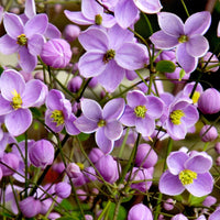 Chinese meadow rue Thalictrum delavayi - Organic pink - Hardy plant