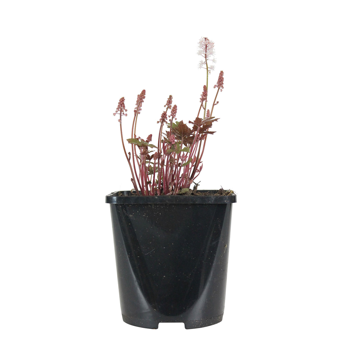 Foamflower Tiarella 'Pink Skyrocket' - Organic pink-white - Hardy plant