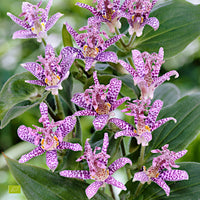 Toad lily Tricyrtis hirta - Organic purple-white - Hardy plant