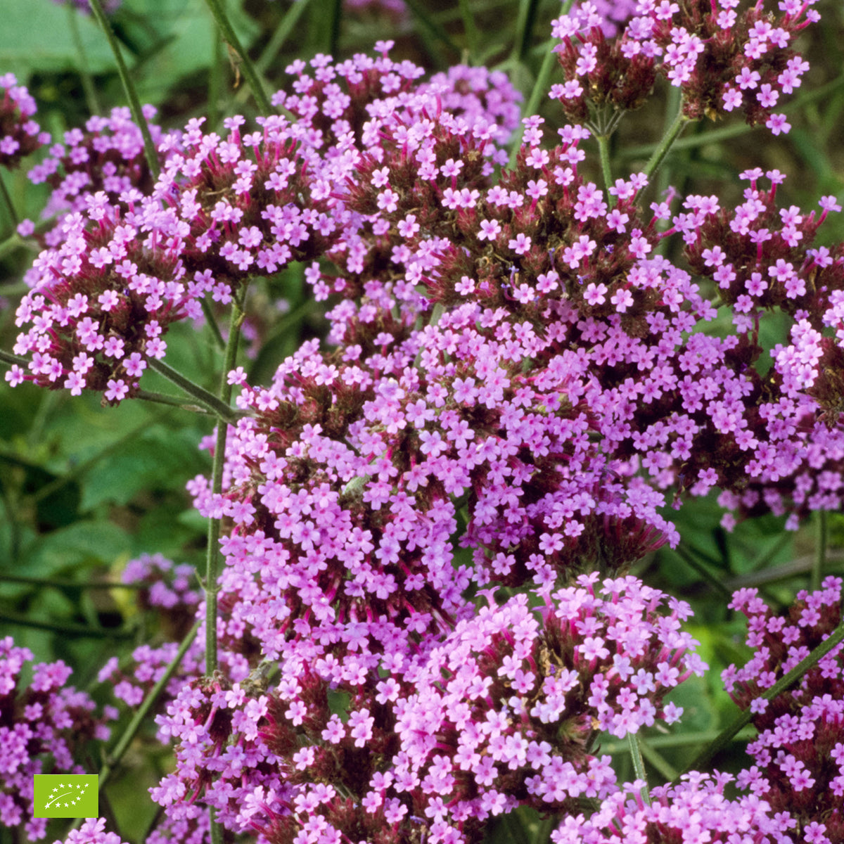 Verbena Verbena 'Lollipop' - Organic purple - Hardy plant