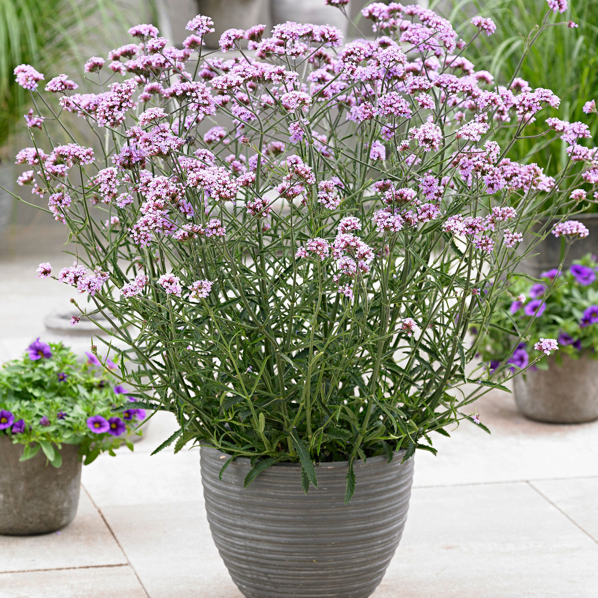 Verbena Verbena 'Lollipop' - Organic purple - Hardy plant