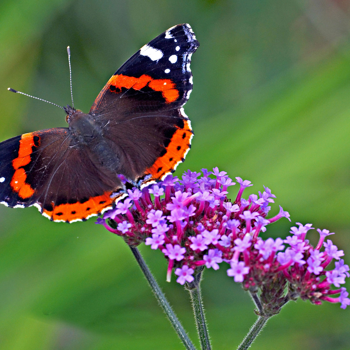 Verbena Verbena 'Lollipop' - Organic purple - Hardy plant