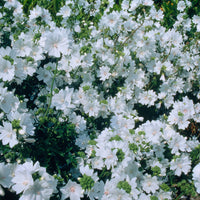 Mallow Malva moschata 'Alba' - Organic white - Hardy plant