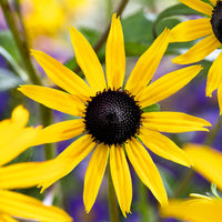 Coneflower Rudbeckia 'Goldsturm' - Organic yellow - Hardy plant
