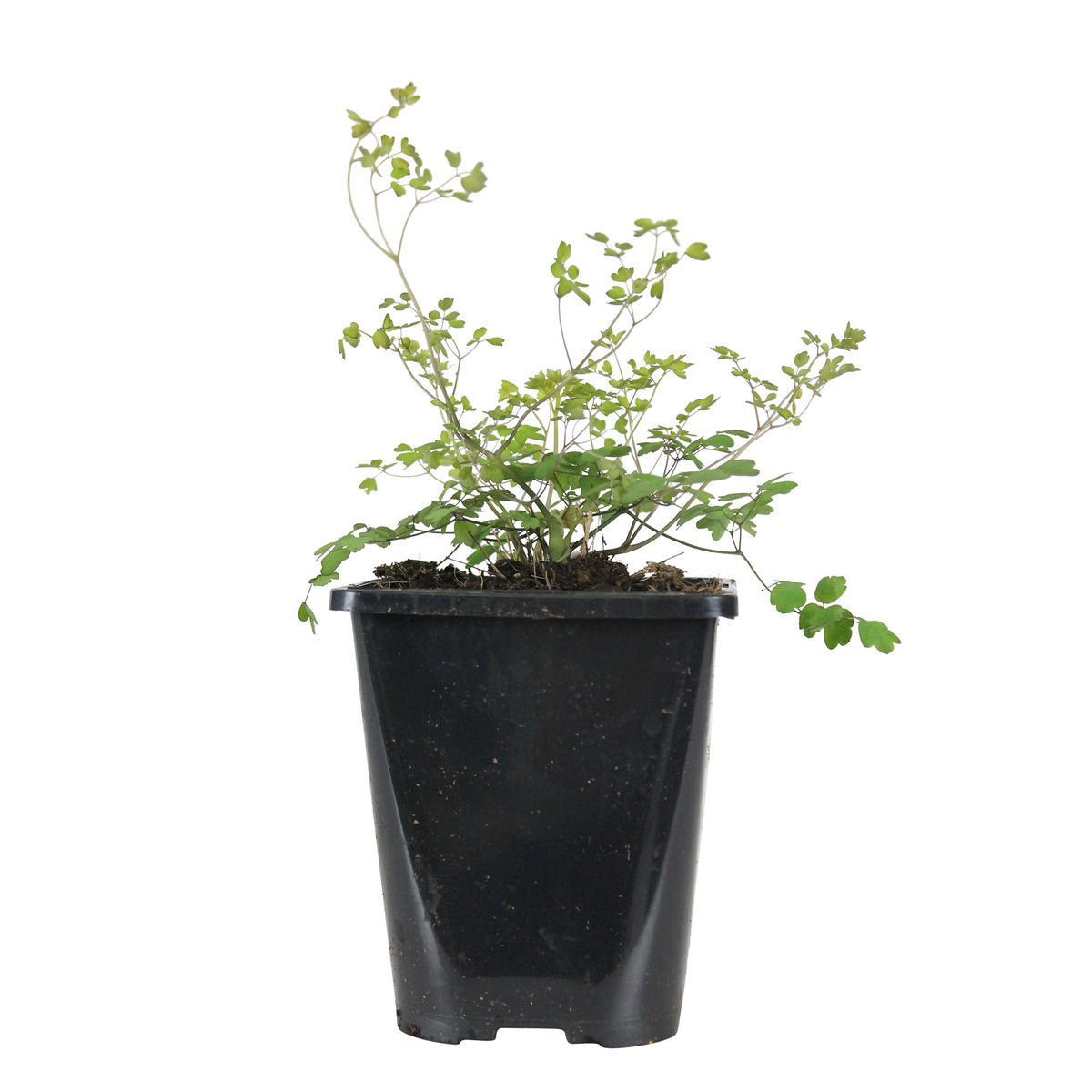 Chinese meadow rue Thalictrum delavayi - Organic pink - Hardy plant