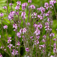 Verbena Verbena 'Bampton' - Organic purple - Hardy plant