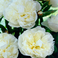 Peony Rose Paeonia 'Duchesse de Nemours' - Organic white - Hardy plant