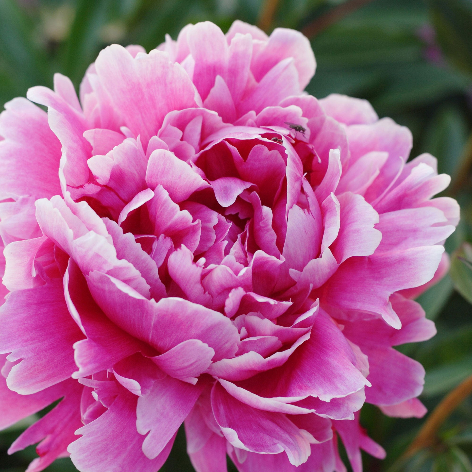 Buy hardy perennial Peony Paeonia 'Alexander Fleming' - Organic pink ...