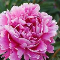 Peony Paeonia 'Alexander Fleming' - Organic pink - Hardy plant