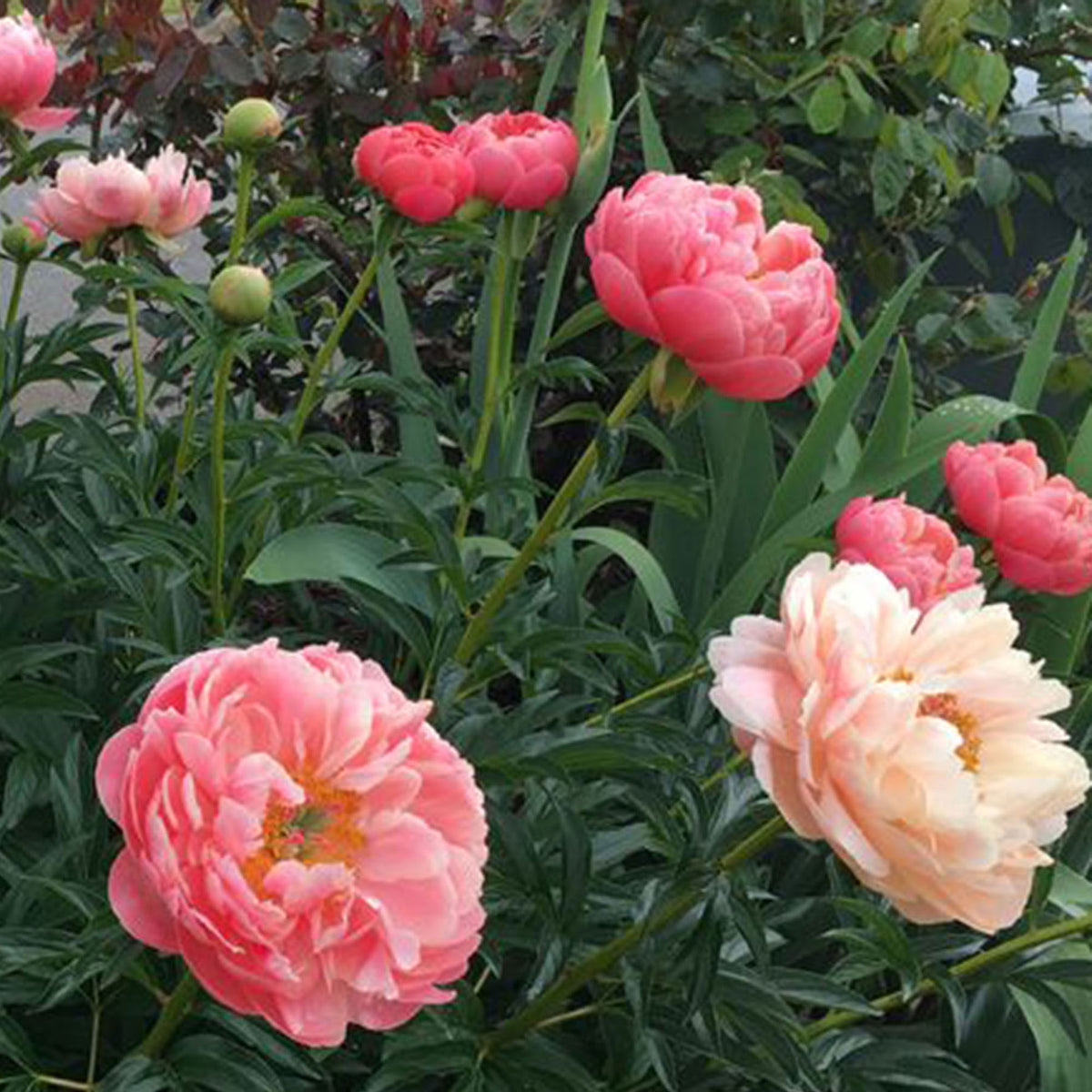 Peony Rose Paeonia 'Coral Sunset' - Organic salmon pink - Hardy plant