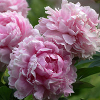Peony Paeonia 'Sarah Bernhardt' - Organic pink - Hardy plant