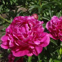 Peony Paeonia 'Karl Rosenfield' - Organic pink - Hardy plant