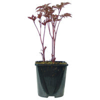 Peony Paeonia 'Karl Rosenfield' - Organic pink - Hardy plant