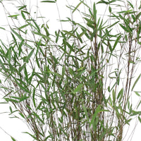 Bamboo Fargesia 'Deep Purple' red - Hardy plant