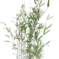 Bamboo Fargesia 'Black Pearl' purple - Hardy plant