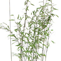 Bamboo Fargesia 'Volcano' - Hardy plant
