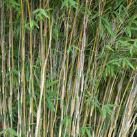 Bamboo Fargesia 'Volcano' - Hardy plant