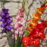 8x Gladiolus Gladiolus Glamini - Mix 'All Colors' incl. basket