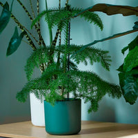 Elho Flower pot B.for soft round green - Indoor pot