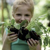Elho Nursery pot starter kit Green basics round black - Outdoor pot