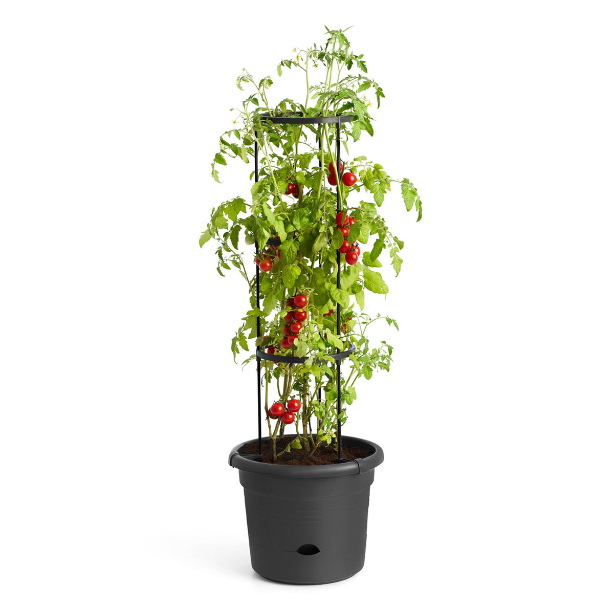 Elho Tomato pot Green basics round black - Outdoor pot