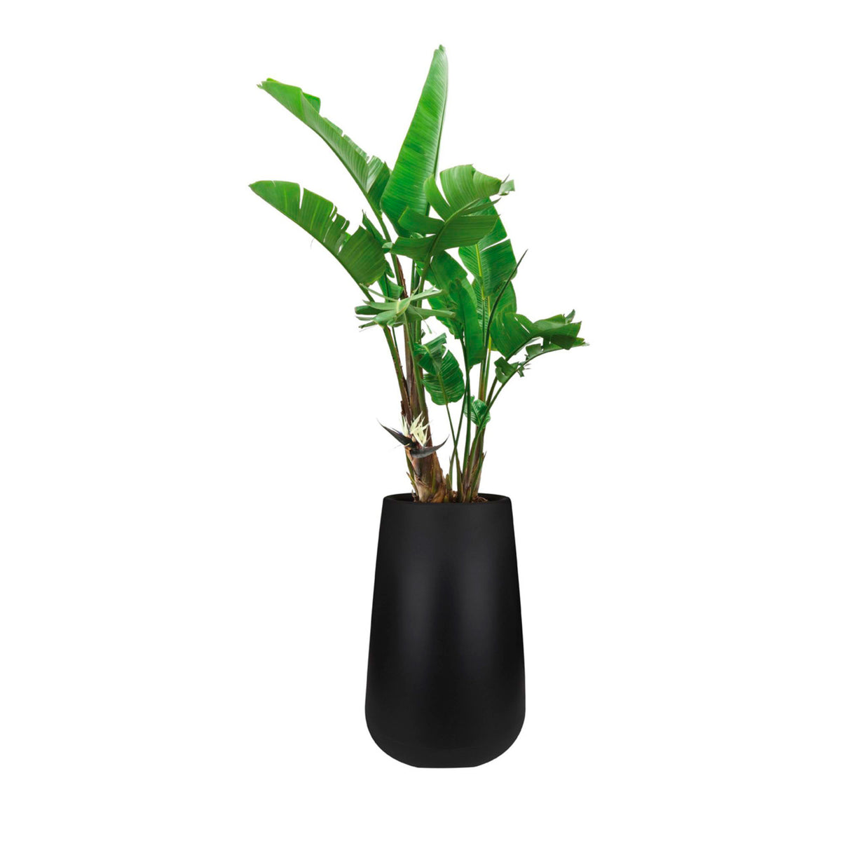 Elho tall flower pot Pure cone round black - Indoor and outdoor pot