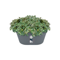 Elho Flower pot Loft urban Green wall duo oval anthracite - Outdoor pot