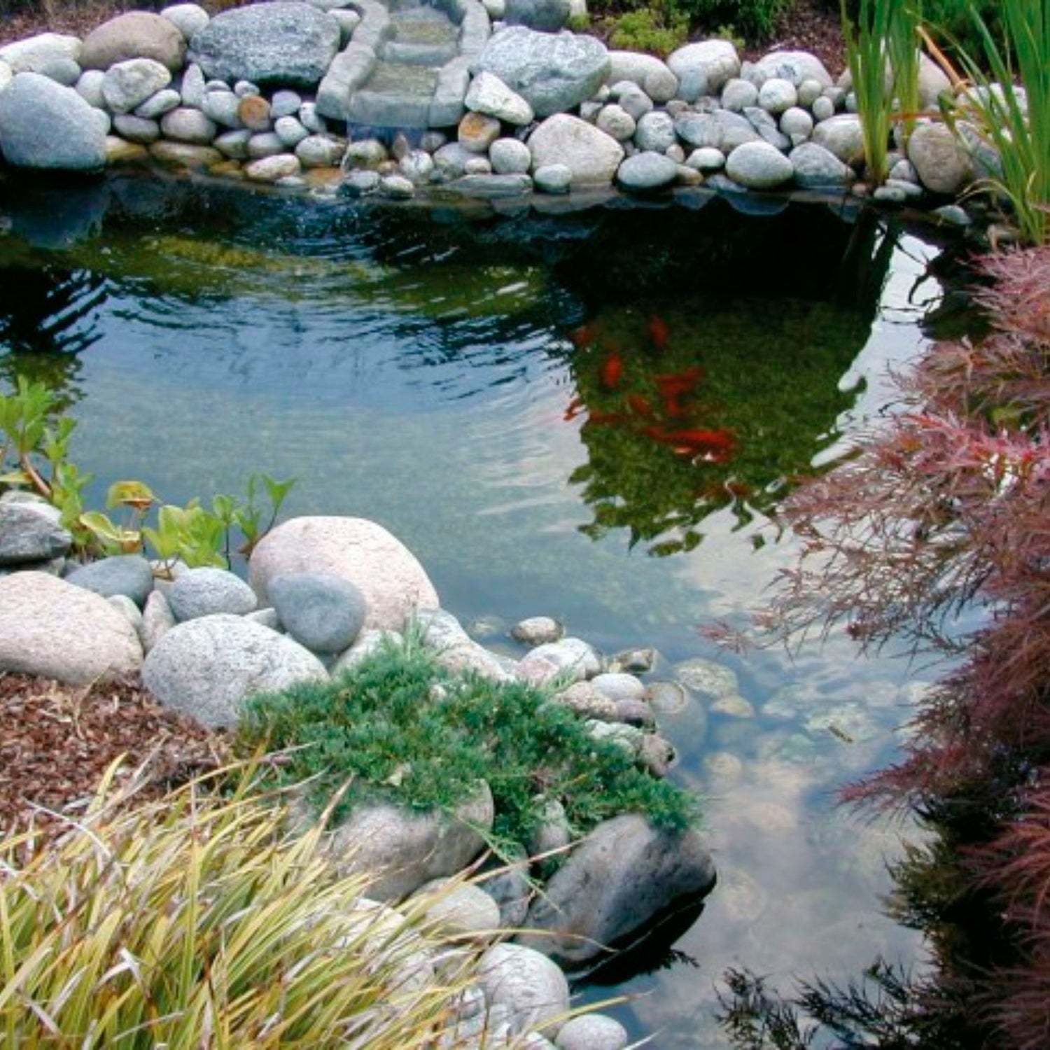 More Pond Products