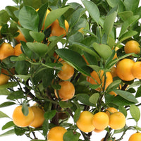 Citrus ‘Calamondin’ incl. ceramic decorative pot in taupe