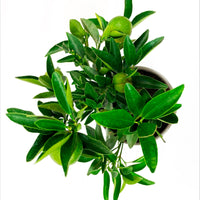 Citrus ‘Calamondin’ incl. ceramic decorative pot in taupe
