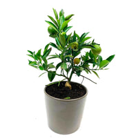 Citrus ‘Calamondin’ incl. ceramic decorative pot in taupe
