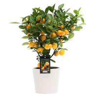 Mandarin tree Citrus mitis 'Citrofortunella microcaurau' incl. ceramic decorative pot in white
