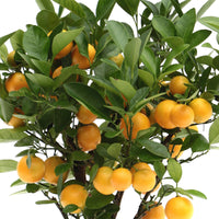 Mandarin tree Citrus mitis 'Citrofortunella microcaurau' incl. ceramic decorative pot in white