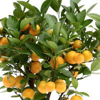 Mandarin tree Citrus mitis 'Citrofortunella microcaurau' incl. ceramic decorative pot in grey