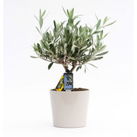 Olive tree Olea europaea 'Cipressino' incl. ceramic decorative pot in grey
