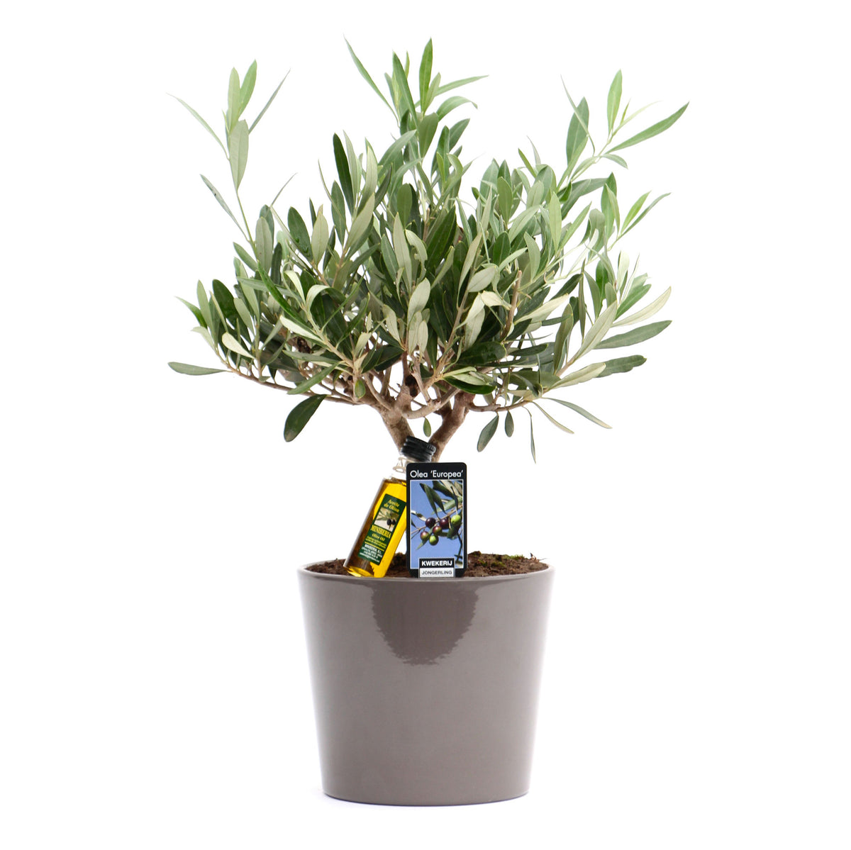 Olive tree Olea europaea 'Cipressino' incl. ceramic decorative pot in taupe
