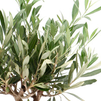 Olive tree Olea europaea 'Cipressino' incl. ceramic decorative pot in taupe