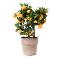 Mandarin tree Citrus mitis 'Calamondin' incl. stone decorative pot