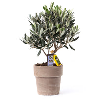 Olive tree Olea europaea 'Cipressino' incl. stone decorative pot