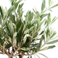 Olive tree Olea europaea 'Cipressino' incl. stone decorative pot